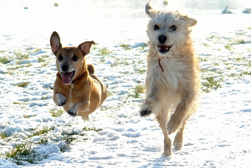 honden in de sneeuw